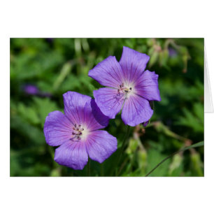Cartão Geranium pratense