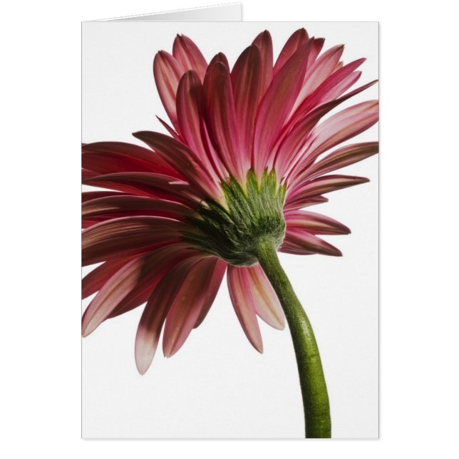 Cartão Gerber #3 (Frente)