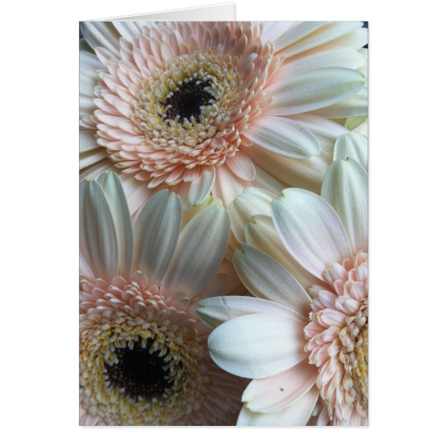 Cartão Gerber D (Frente)