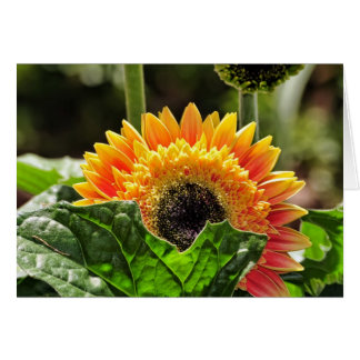 Cartão Gerber Daisy