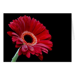 Cartão Gerbera
