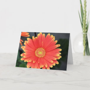 Cartão Gerbera
