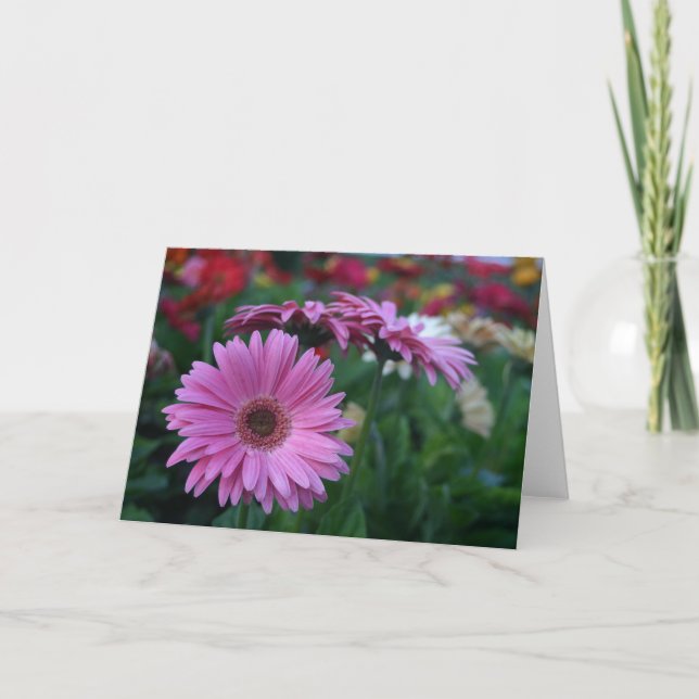 Cartão Gerbera Daisies rosa (Frente)