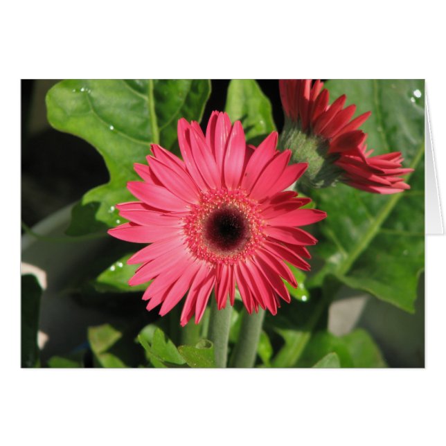 Cartão Gerbera Daisy (Frente Horizontal)