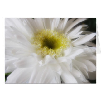 Cartão Gerbera Daisy 13