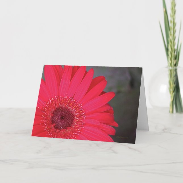 Cartão Gerbera Daisy Card (Frente)
