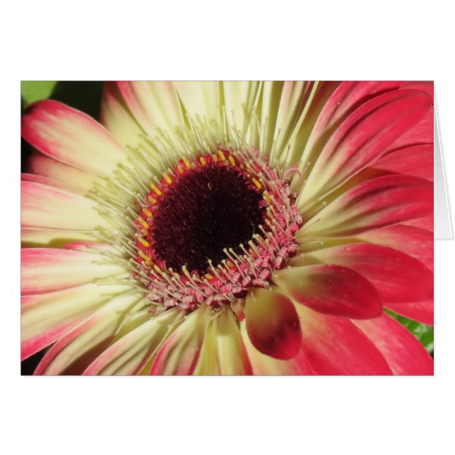 Cartão Gerbera Daisy - Fechar (Frente Horizontal)