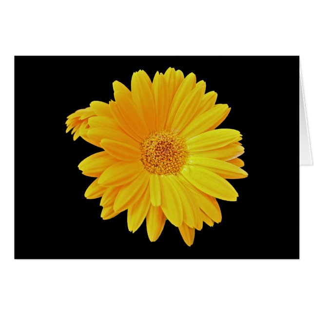 Cartão Gerbera Daisy (Gerbera hybrida) - Amarelo (Frente Horizontal)
