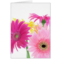 Gerbera Daisy Piink Flowers