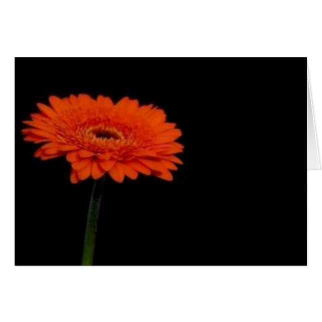 Cartão gerbera laranja1 (Frente Horizontal)
