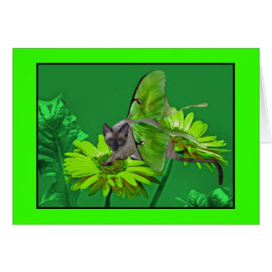 Cartão Gerbera verde vibrante do gato de Luna