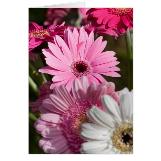 Cartão Gerberas (Frente)