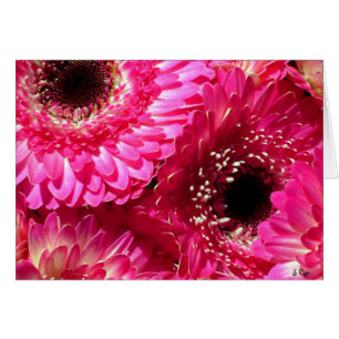 Cartão Gerberas cor-de-rosa