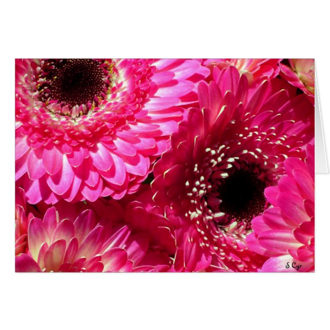Cartão Gerberas Rosa (Frente Horizontal)