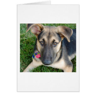 Cartão German Shepherd