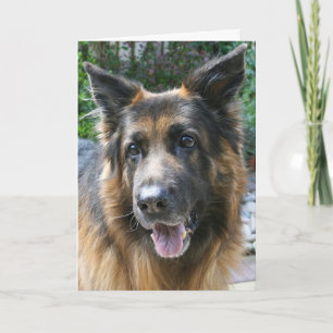 Cartão German shepherd
