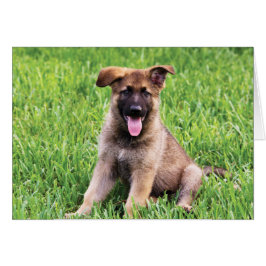 Cartão German shepherd