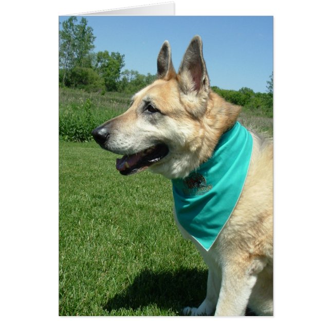 Cartão German shepherd (Frente)