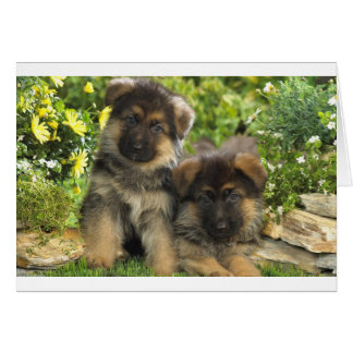 Cartão German shepherd
