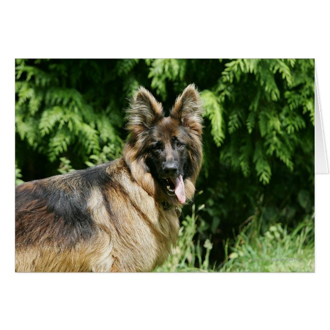 Cartão German shepherd 1 De Cabelo Longo Marrom (Frente Horizontal)