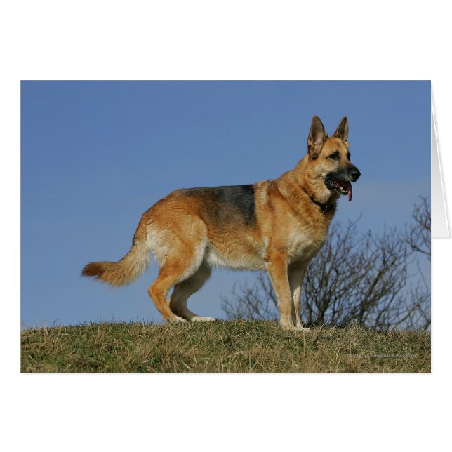 Cartão German shepherd 2 De Cabelo Longo Marrom (Frente Horizontal)