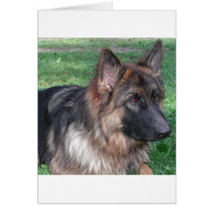 Cartão german shepherd 5.png