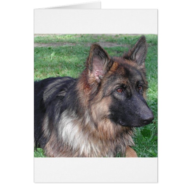 Cartão german shepherd 5.png (Frente)