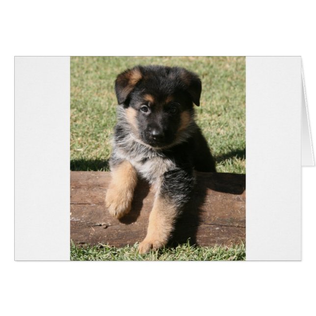 Cartão German shepherd "Big Max" (Frente Horizontal)