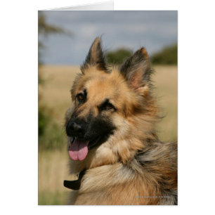 Cartão German shepherd com a língua para fora