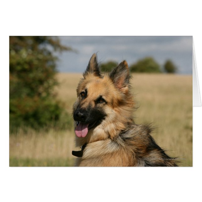 Cartão German shepherd com a língua para fora (Frente Horizontal)