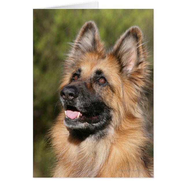 Cartão German shepherd de longo curso 1 (Frente)