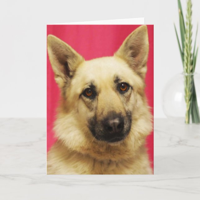 Cartão German Shepherd Greeting Card (Frente)
