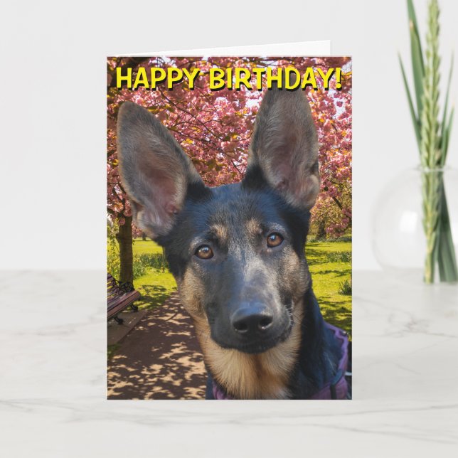 Cartão German Shepherd in park birthday card (Frente)