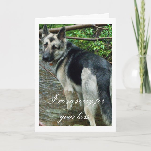 Cartão German Shepherd in the Creek; Sympathy (Frente)