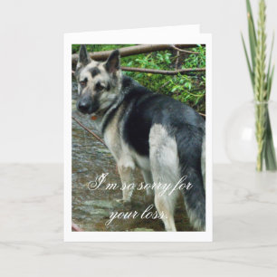 Cartão German Shepherd in the Creek; Sympathy