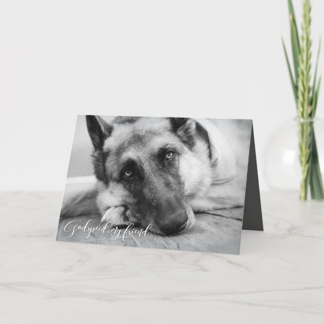 Cartão German Shepherd Pet Loss Sympathy (Frente)