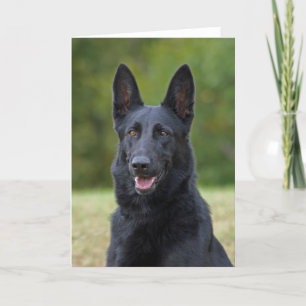 Cartão German shepherd Preto