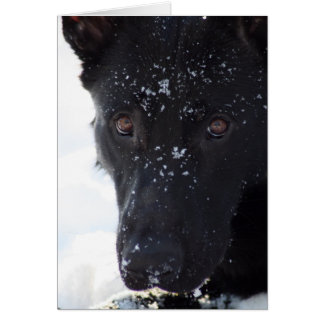 Cartão German shepherd Preto