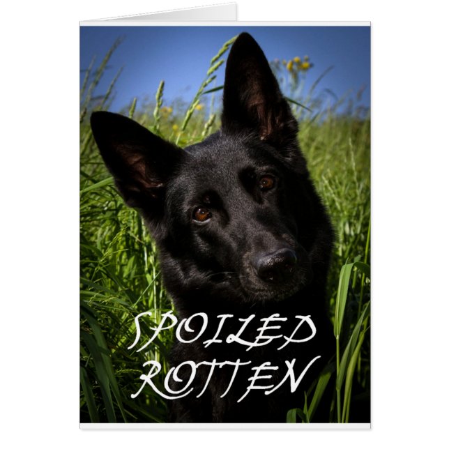 Cartão german shepherd preto estragado podre (Frente)