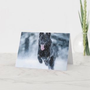 Cartão German shepherd preto no Cobrir da escova de neve