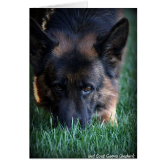 Cartão German shepherd Randy vom Leithawald