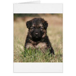 Cartão German shepherd "Recife"