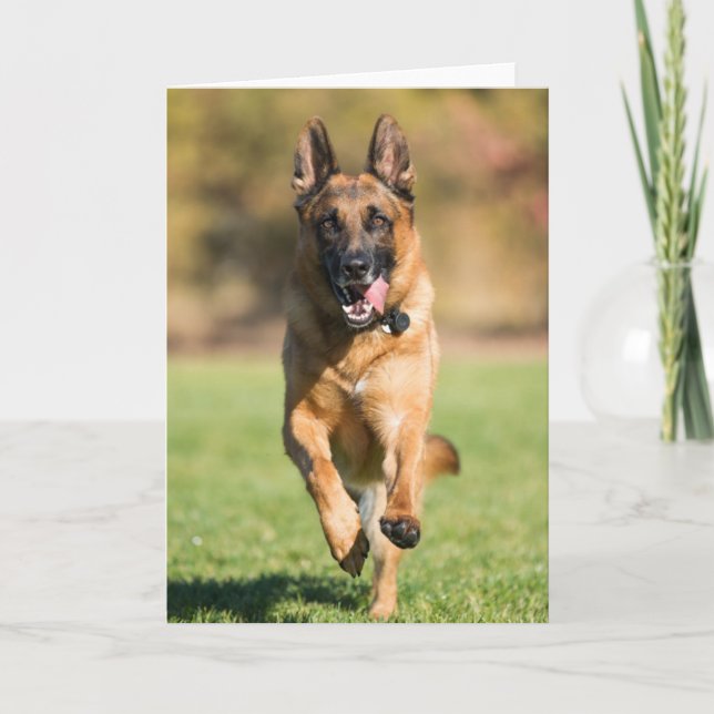 Cartão German Shepherd Running (Frente)