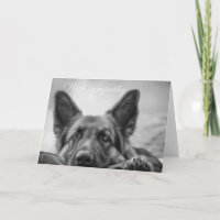 german shepherd with sympathy card