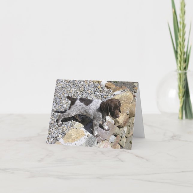 Cartão German Shorthaired Pointer Puppy (Frente)