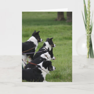 Cartão GermanShepherds