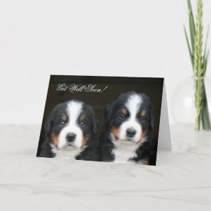 Cartão Get Well Soon Bernese mountain dog pups card