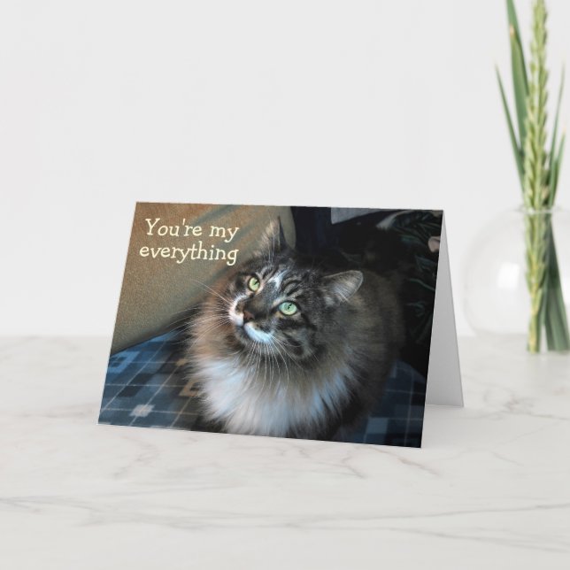 Cartão Get Well Soon Irresistible Cat Zorro Card (Frente)