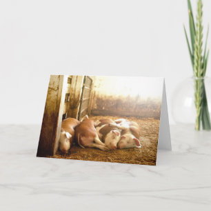 Cartão Getty Images Snuggling Pigs