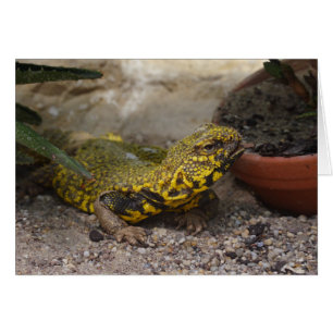 Cartão Geyri de Uromastyx